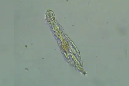 Hallaron una superbacteria de 5000 años 