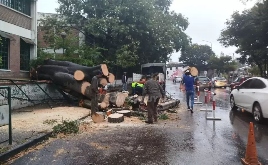 Un árbol se cayó sobre un colegio y suspendieron las clases