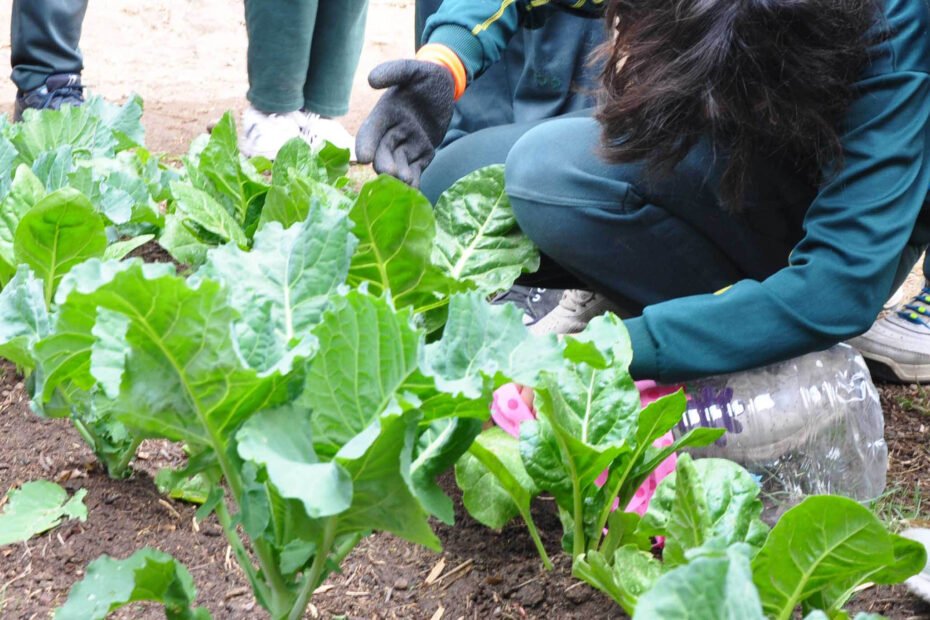 Dictarán el taller online “Sembrando Conciencia” 