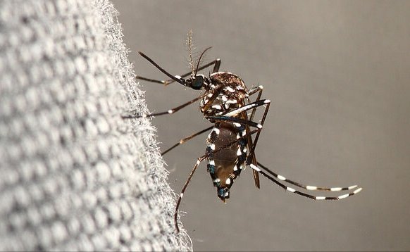 Confirmaron el primer caso de chikungunya en Alto Comedero 