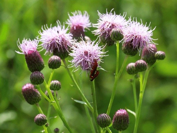 Hoy 3 de marzo, Día Mundial de la Vida Silvestre 
