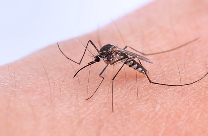 En Jujuy confirmaron 9 casos de chikungunya