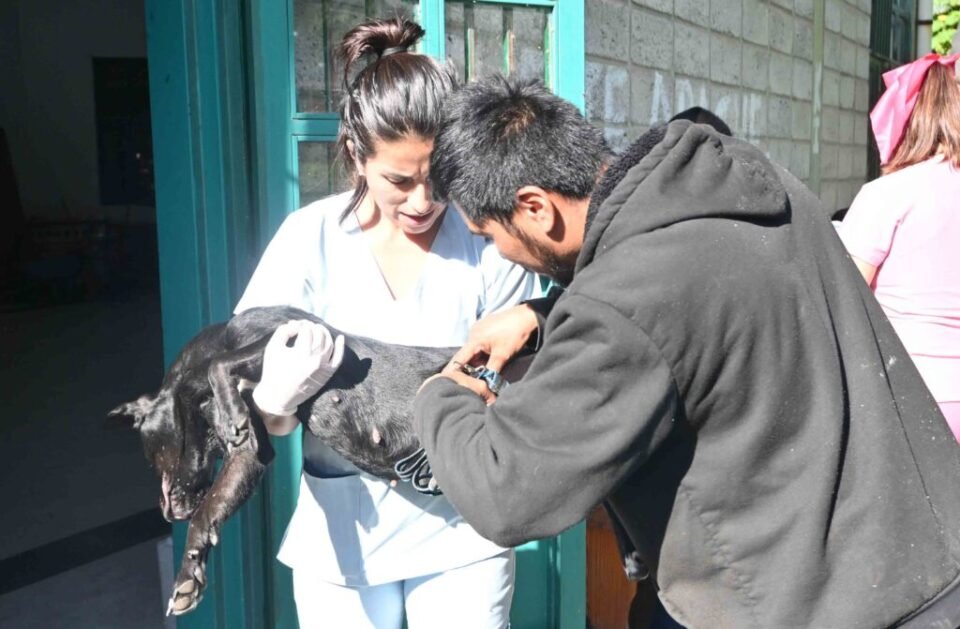 Zoonosis: Cronograma de castración y vacunación 