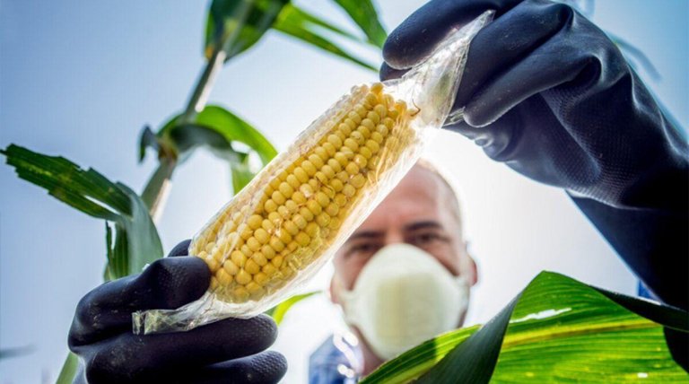 Hoy 8 de abril, Día Internacional de Oposición a los Alimentos Transgénicos