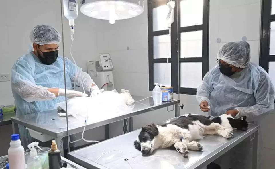 Cronograma semanal de Zoonosis 