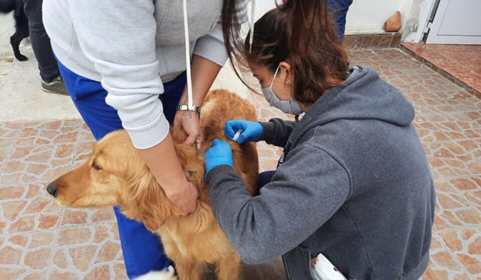 Continúa los operativos de castración y vacunación 