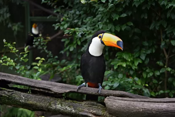 Jujuy tiene más del 50% de la diversidad de aves del país