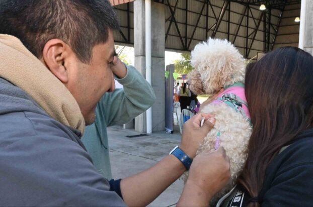 Zoonosis: Cronograma de talleres y operativos sanitarios 