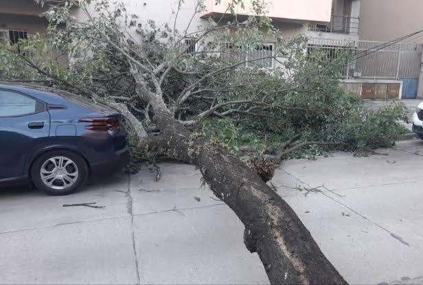Por los fuertes vientos hay árboles caídos y cortes de energía 