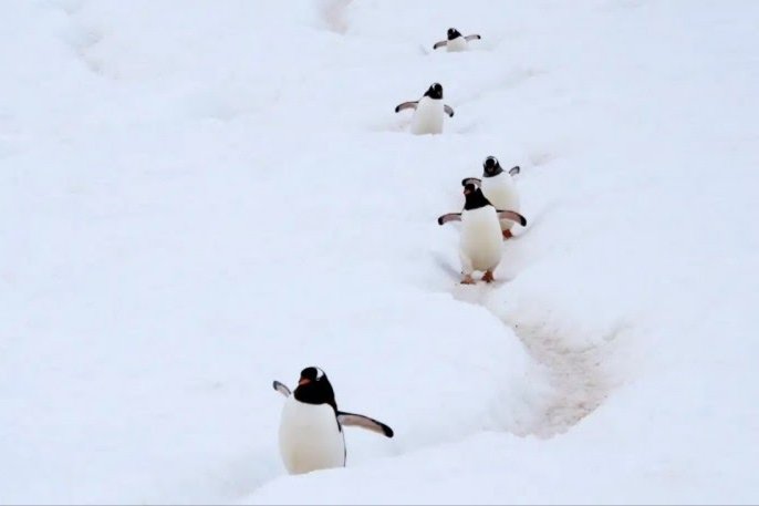 Identificaron una nueva especie de pingüino en la Antártida 