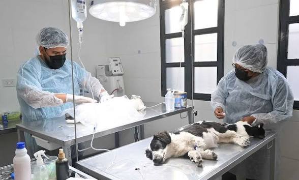 Cronograma de operativos de Zoonosis 