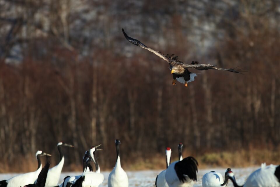 Hoy 9 de mayo, Día Mundial de las Aves Migratorias