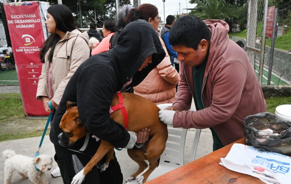 Cronograma de vacunación antirrábica 