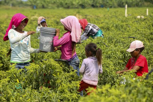 Hoy 12 de junio, Día Mundial contra el Trabajo Infantil 