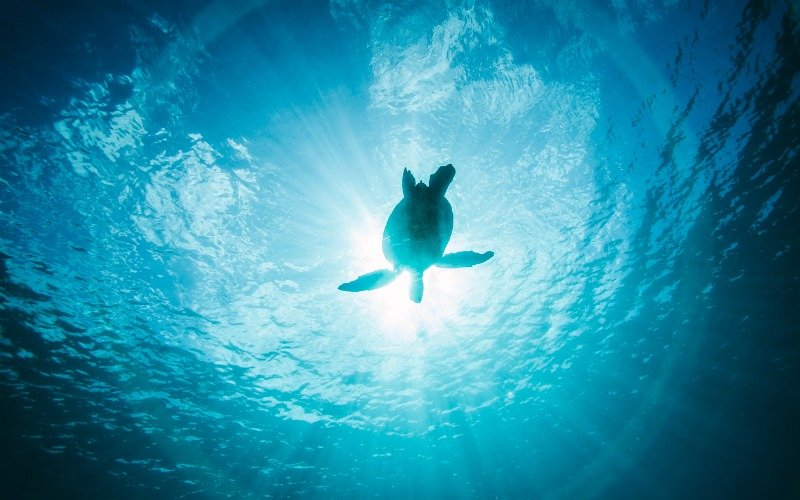 Hoy 8 de junio, Día Mundial de los Océanos