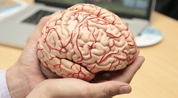 Hoy 22 de julio, Día Mundial del Cerebro 
