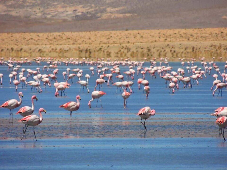 Jujuy cuenta con una gran diversidad ambiental 