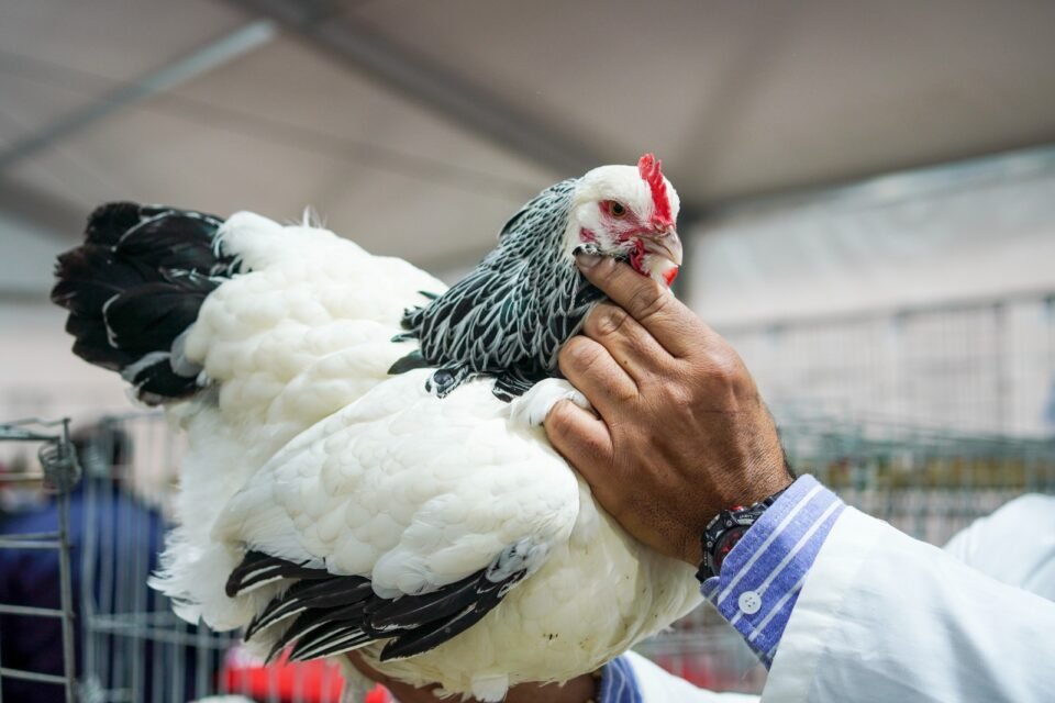 Las aves vuelven a la Expo Rural tras cuatro años de ausencia