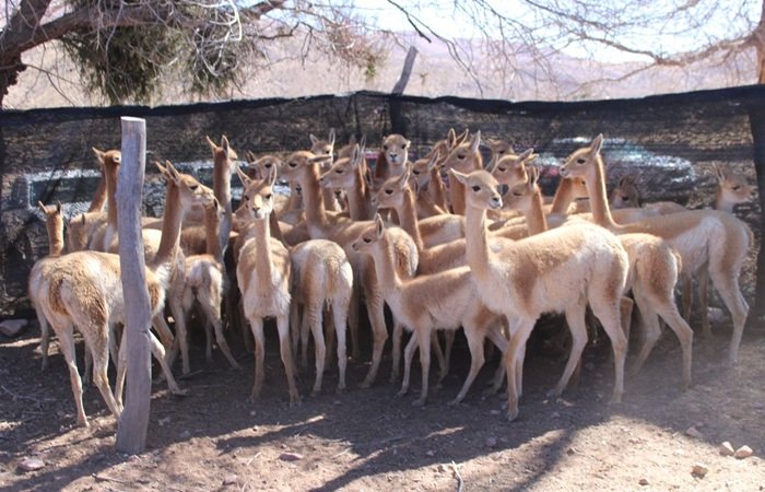 Rescataron 42 vicuñas de un antiguo criadero 