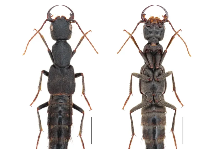 Descubren una nueva especie de escarabajo 