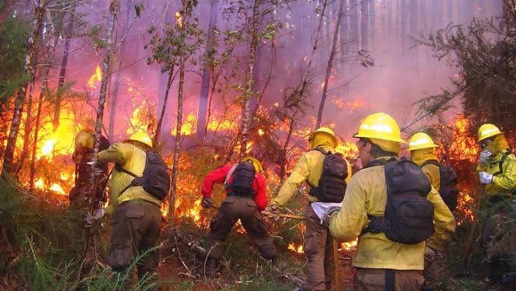 Hoy 18 de agosto, Día Mundial de la Prevención de Incendios Forestales