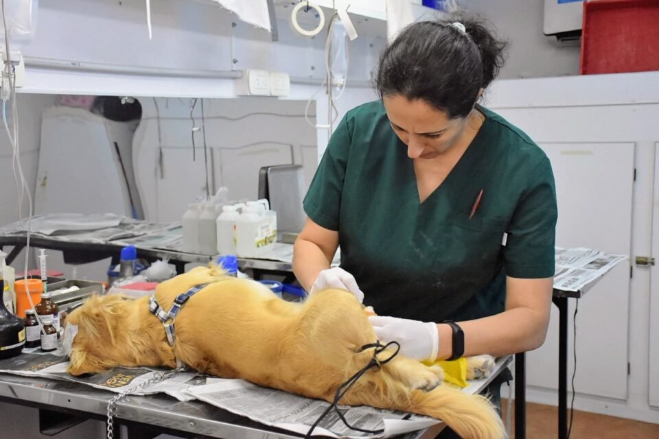 Zoonosis: Cronograma del quirófano externo 