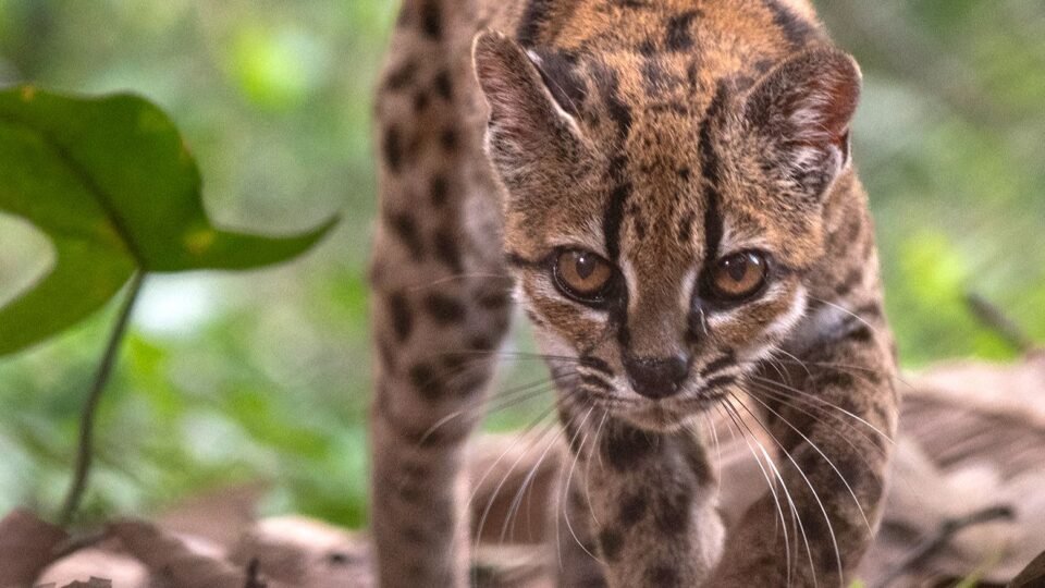 Hallaron una nueva especie de gato salvaje en Bolivia 