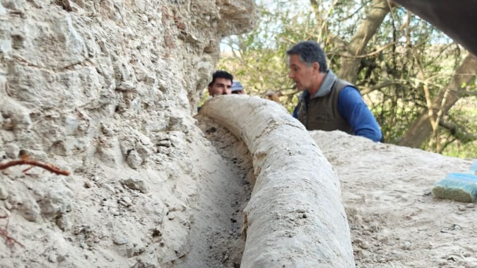 Encontraron el colmillo de mastodonte más largo del mundo