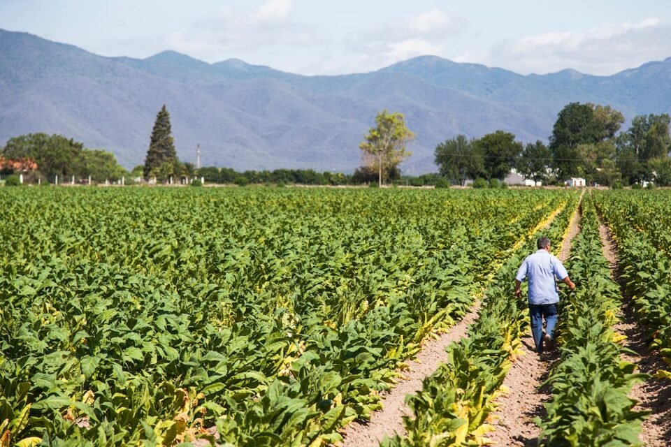Comenzó el apoyo económico para la plantación de tabaco