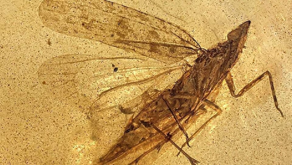 Hallaron un extraño insecto de hace millones de años 