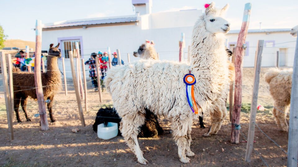 Realizarán una Expoferia de Camélidos en la Puna 