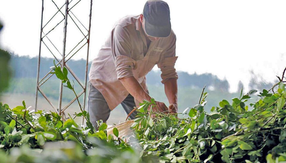 Hoy 8 de octubre, Día del Trabajador Rural 